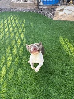 Enlarge Quazi, a Adopted French Bulldog in Mesa, AZ image 4/6
