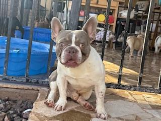 Enlarge Quazi, a Adopted French Bulldog in Mesa, AZ image 5/6