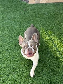 Enlarge Quazi, a Adopted French Bulldog in Mesa, AZ image 6/6