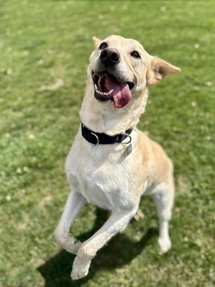 Enlarge Daisy , an adopted mixed breed in Roseburg, OR image 1/1