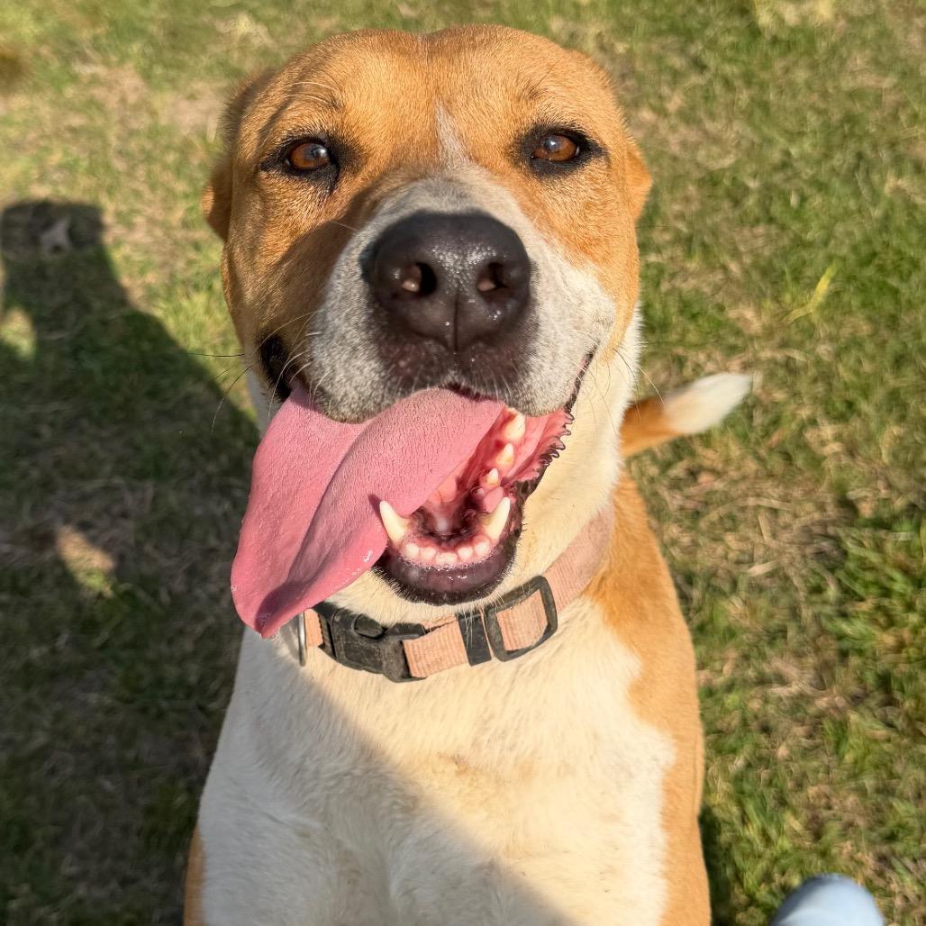 Athena, a Adoptable mixed breed in Clarksdale, MS image 1/4