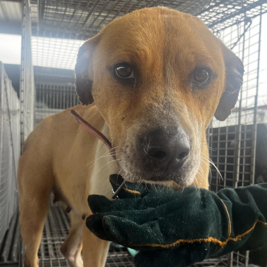 Athena, Adoptable, Adult Female Terrier.