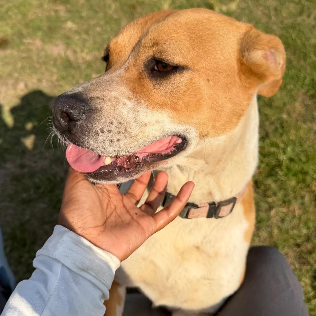 Athena, a Adoptable mixed breed in Clarksdale, MS image 3/4