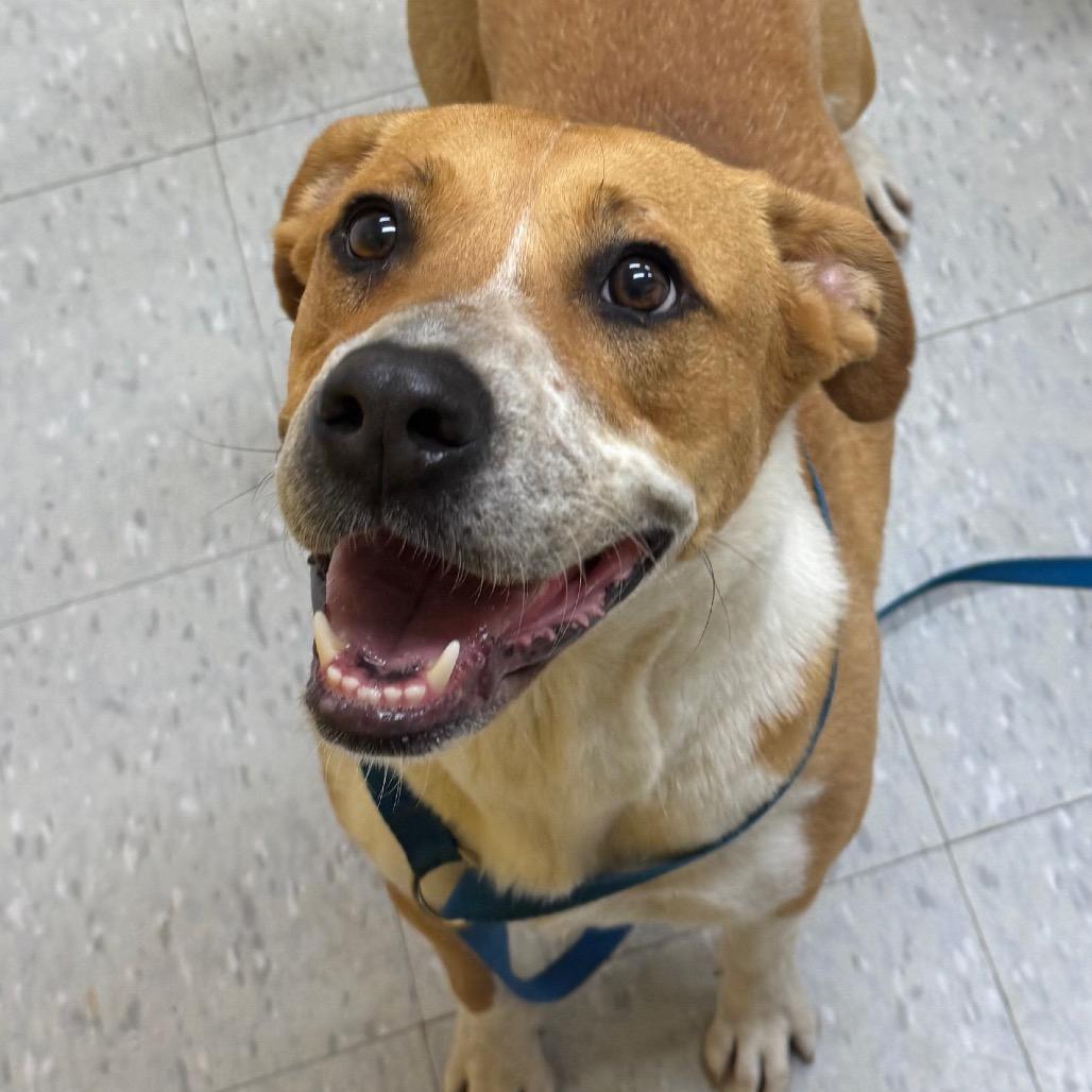 Enlarge Athena, a Adoptable mixed breed in Clarksdale, MS image 2/2