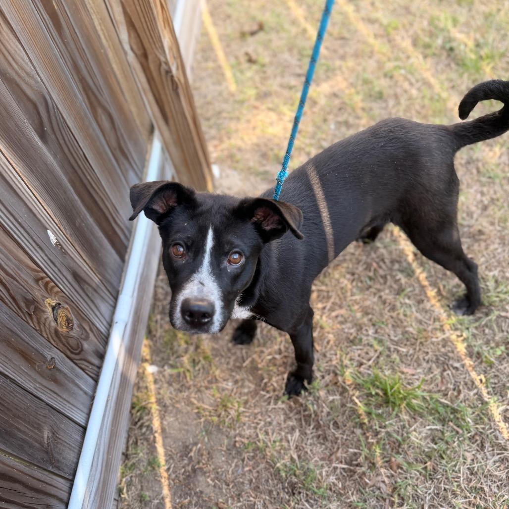 Kovu, Adoptable, Young Male Labrador Retriever & Mixed Breed.