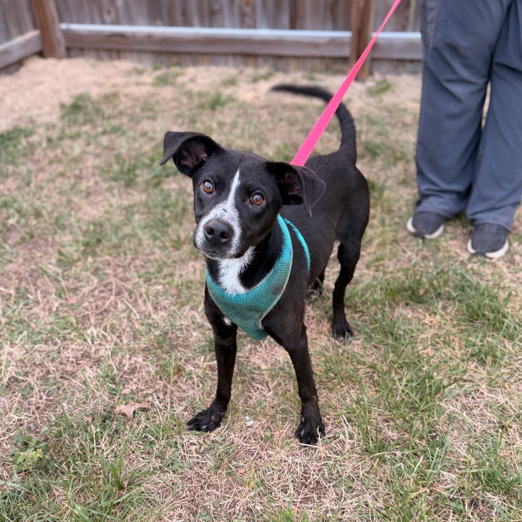 Kovu, a Adoptable mixed breed in Pasadena , MD image 2/3