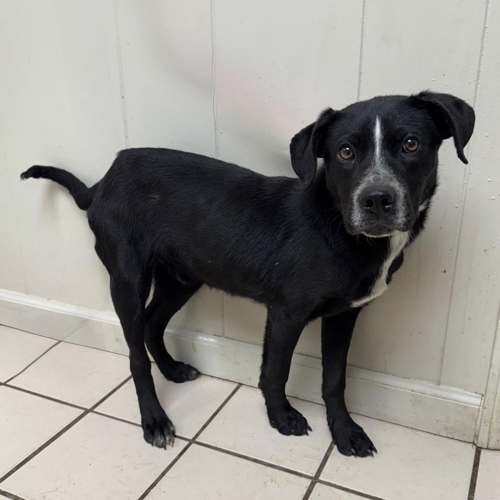 Kovu, a Adoptable mixed breed in Pasadena , MD image 3/3