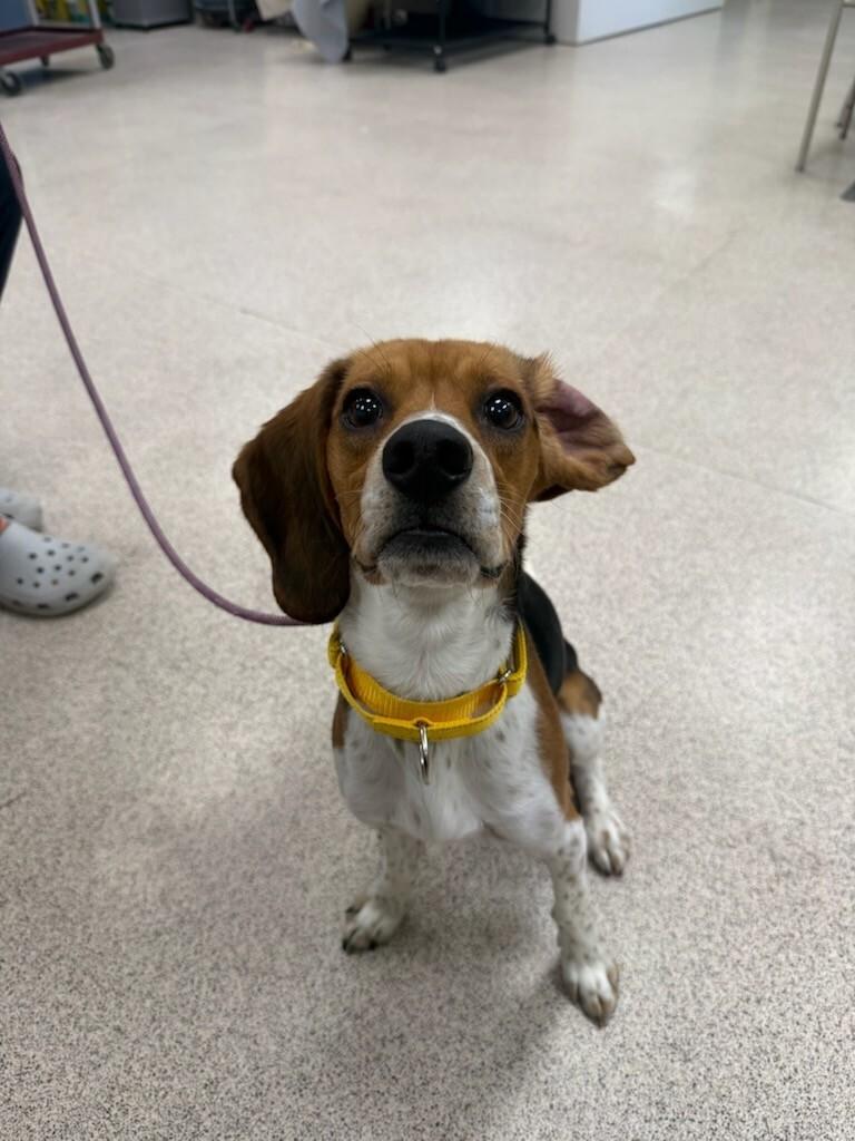 Luffy , adopted, Adult Male Beagle.