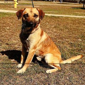 Catrin, Adoptable, Adult Male Shepherd & Mixed Breed.