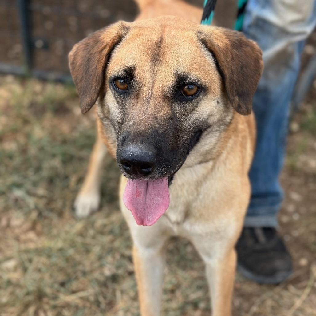 Enlarge Catrin, a Adoptable mixed breed in Hagerstown, MD image 2/2