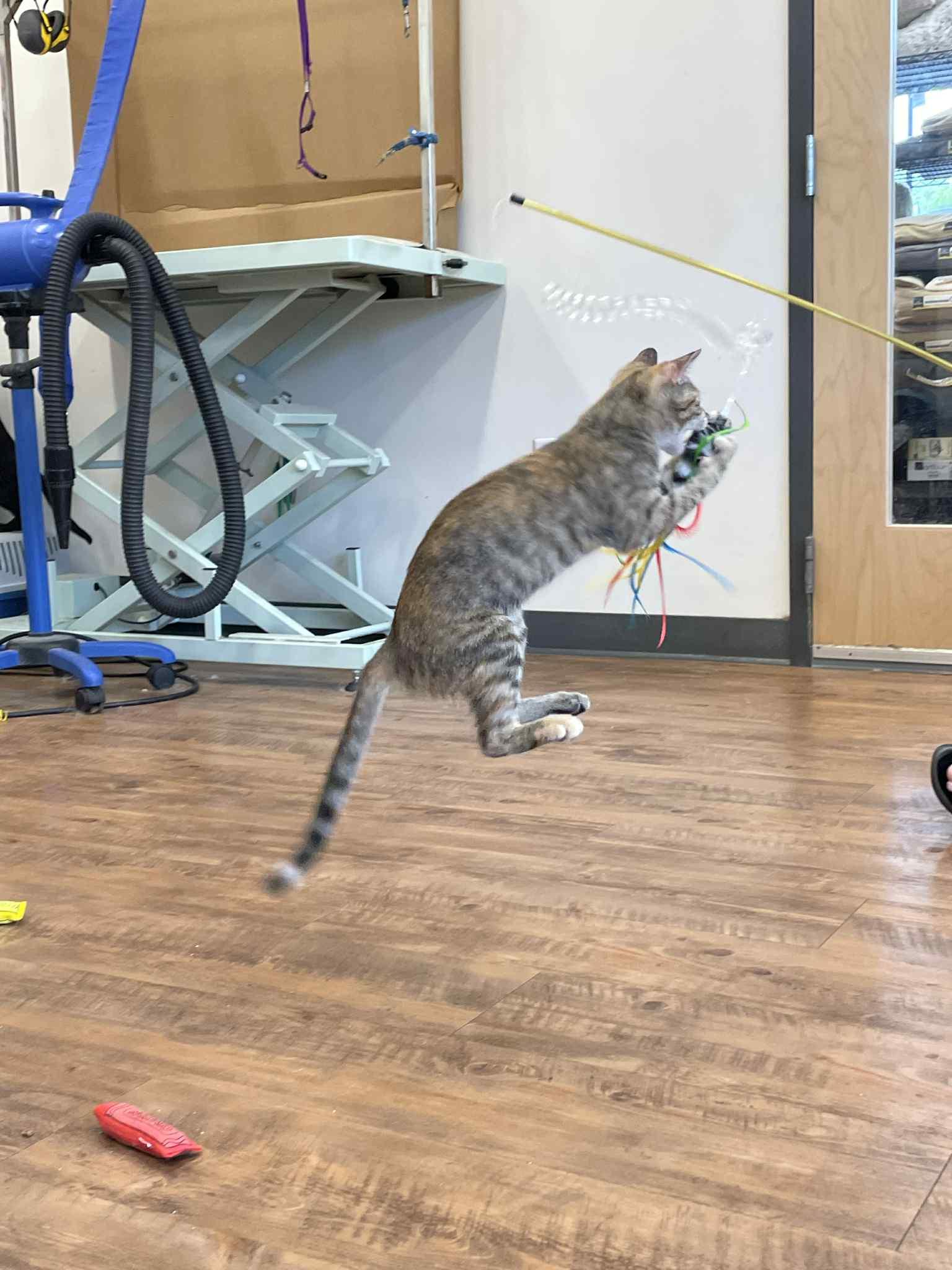 Enlarge Lacie, a Adoptable Domestic Short Hair in Stoughton, WI image 4/5