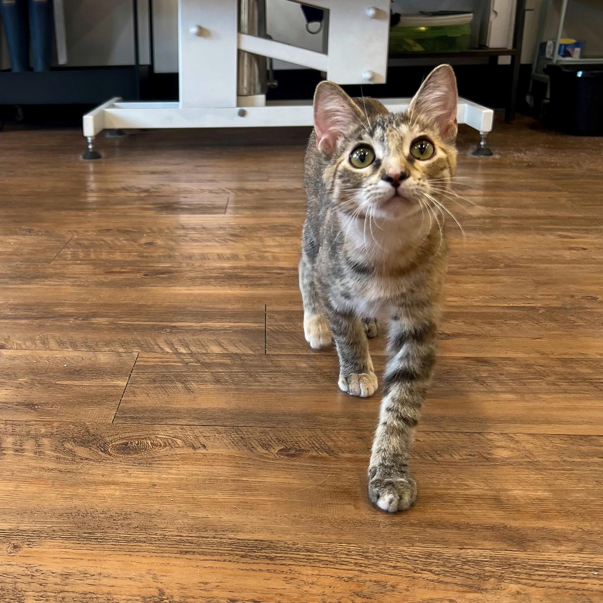 Enlarge Lacie, a Adoptable Domestic Short Hair in Stoughton, WI image 1/5