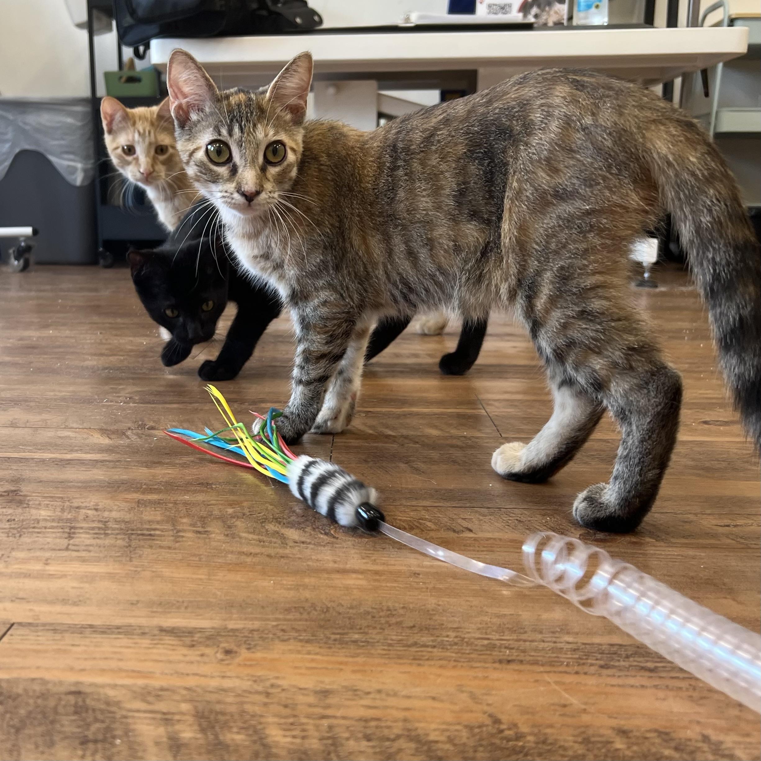 Enlarge Lacie, a Adoptable Domestic Short Hair in Stoughton, WI image 2/5