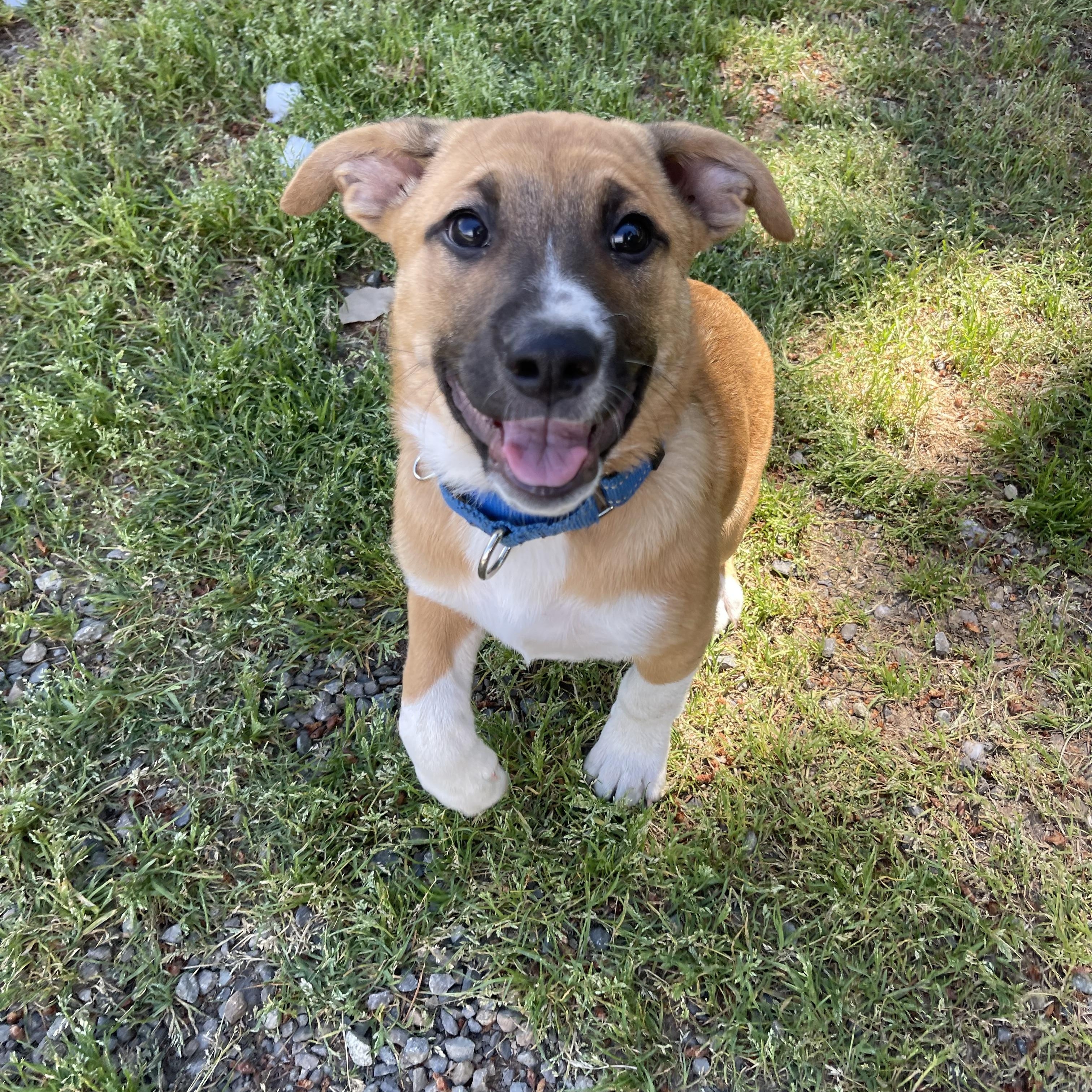 Enlarge Sasha, a ADOPTABLE mixed breed in Oakville, WA image 3/5
