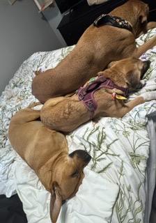 Enlarge Sasha, a Adoptable mixed breed in Oakville, WA image 6/6