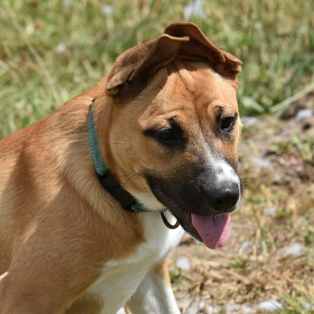 Enlarge Sasha, a Adoptable mixed breed in Oakville, WA image 3/6