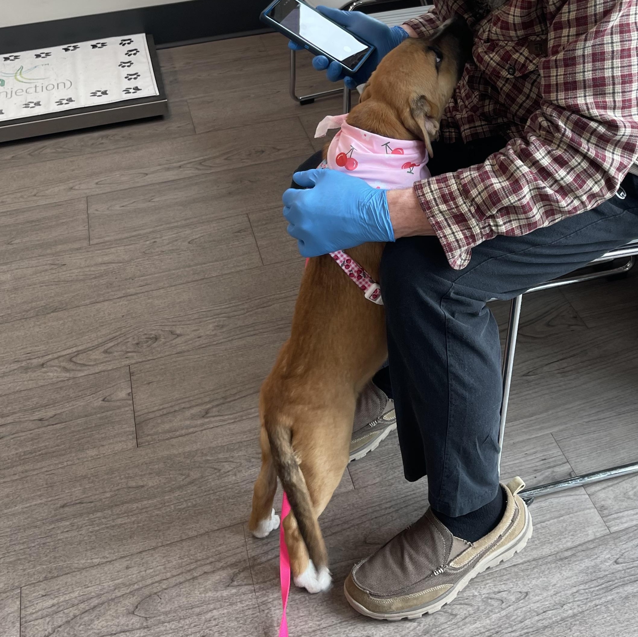 Enlarge Sasha, a ADOPTABLE mixed breed in Oakville, WA image 5/5