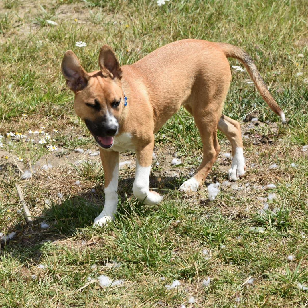 Enlarge Sasha, a Adoptable mixed breed in Oakville, WA image 4/6