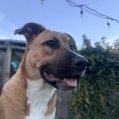 Enlarge Sasha, a Adoptable mixed breed in Oakville, WA image 5/6