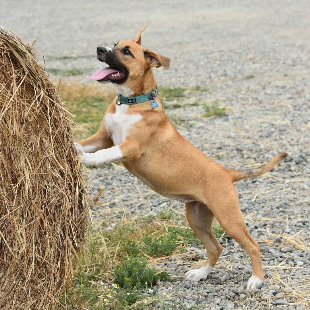 Enlarge Sasha, a Adoptable mixed breed in Oakville, WA image 1/6