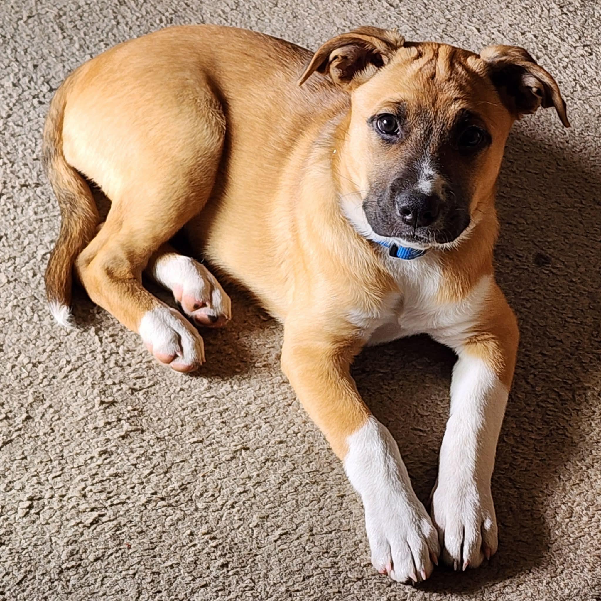 Enlarge Sasha, a ADOPTABLE mixed breed in Oakville, WA image 2/5