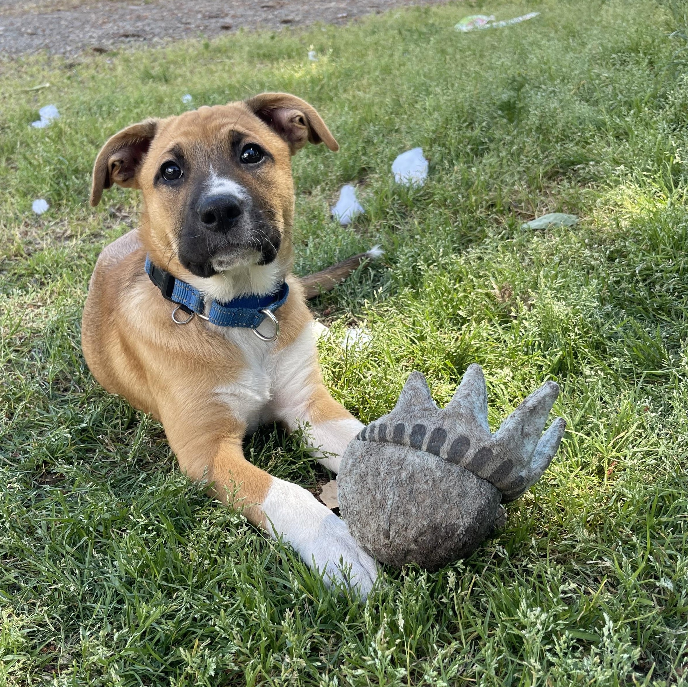Sasha, ADOPTABLE, Puppy Female Pit Bull Terrier.
