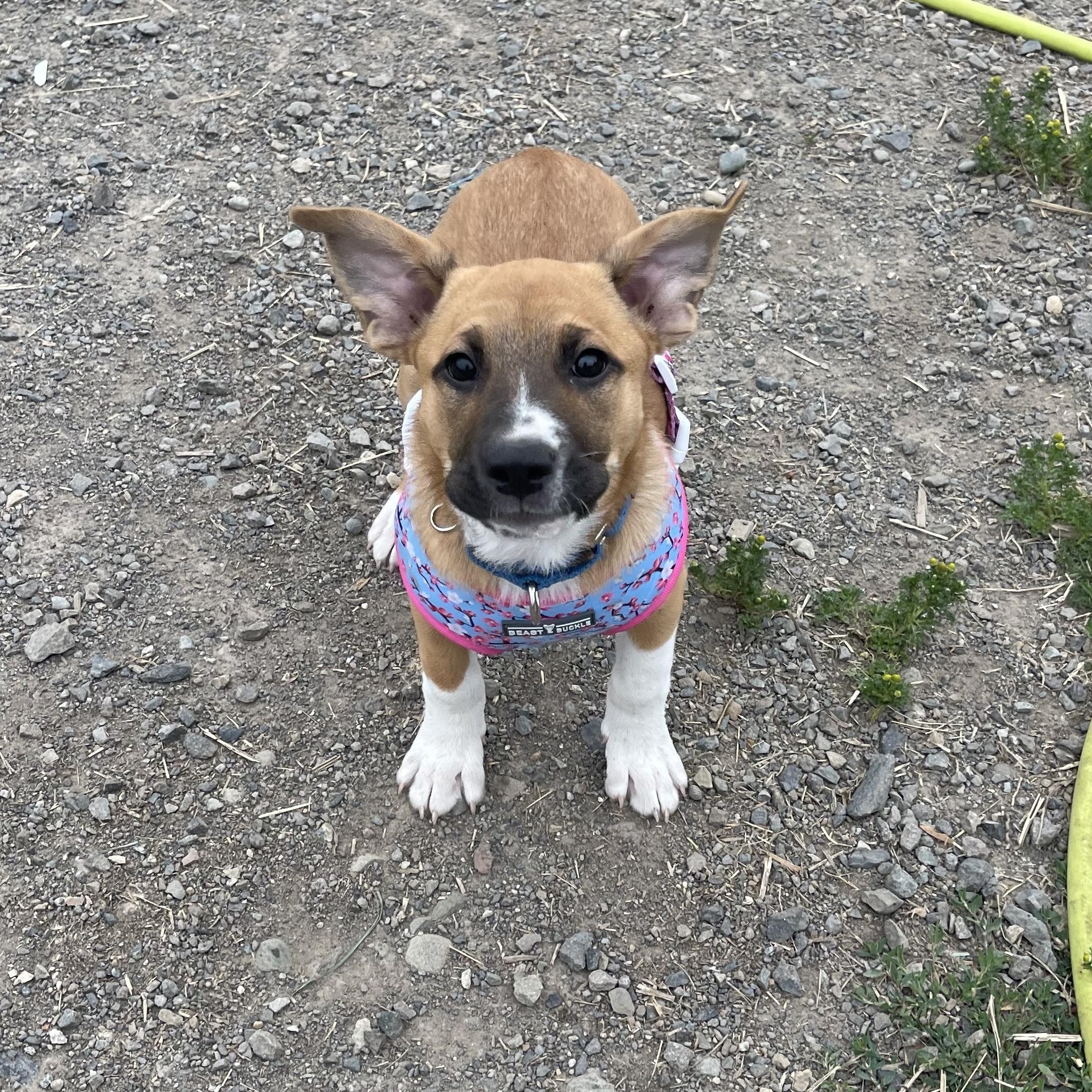 Enlarge Sasha, a ADOPTABLE mixed breed in Oakville, WA image 4/5