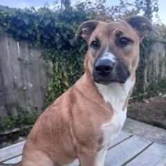 Enlarge Sasha, a Adoptable mixed breed in Oakville, WA image 2/6