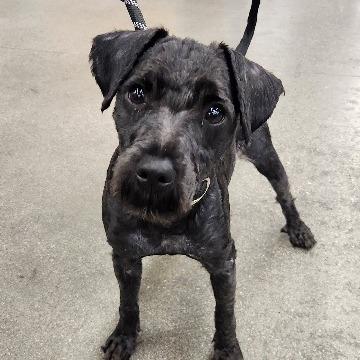 Enlarge Bowser Luna, a Adoptable mixed breed in Las Vegas, NV image 1/6