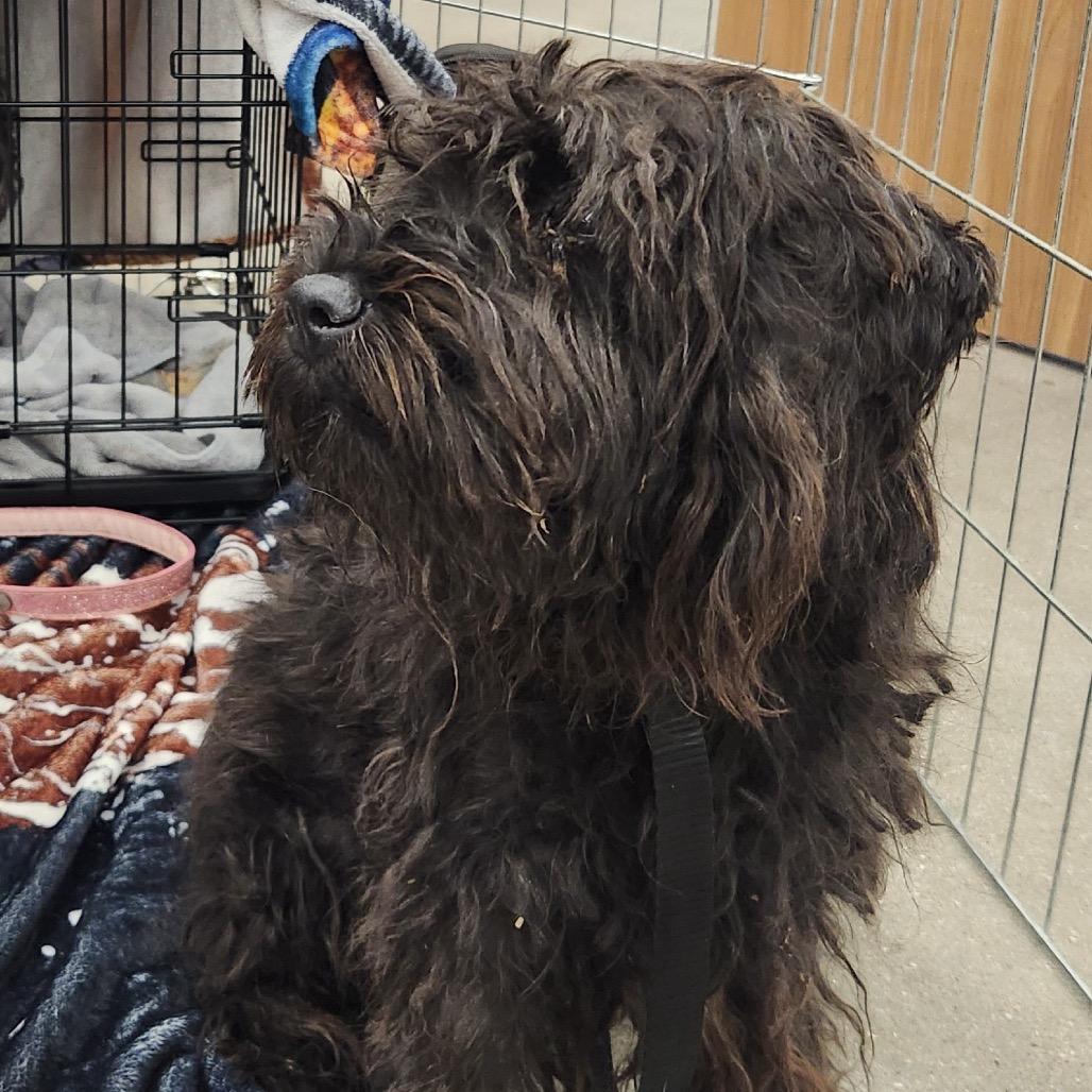 Enlarge Bowser Luna, a Adoptable mixed breed in Las Vegas, NV image 2/6