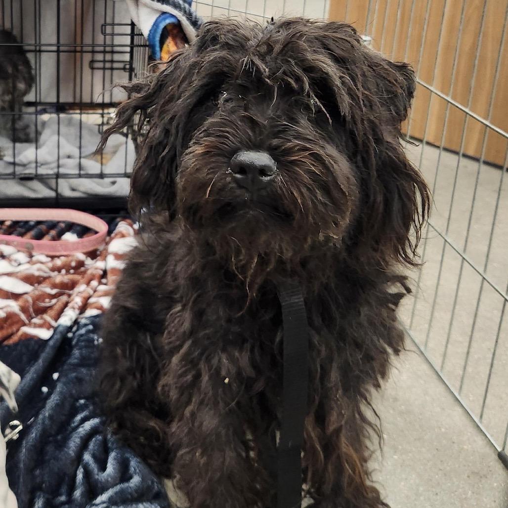 Enlarge Bowser Luna, a Adoptable mixed breed in Las Vegas, NV image 3/6