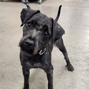 Enlarge Bowser Luna, a Adoptable mixed breed in Las Vegas, NV image 4/6