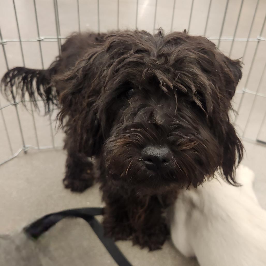 Enlarge Bowser Luna, a Adoptable mixed breed in Las Vegas, NV image 5/6