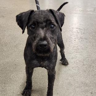 Enlarge Bowser Luna, a Adoptable mixed breed in Las Vegas, NV image 6/6