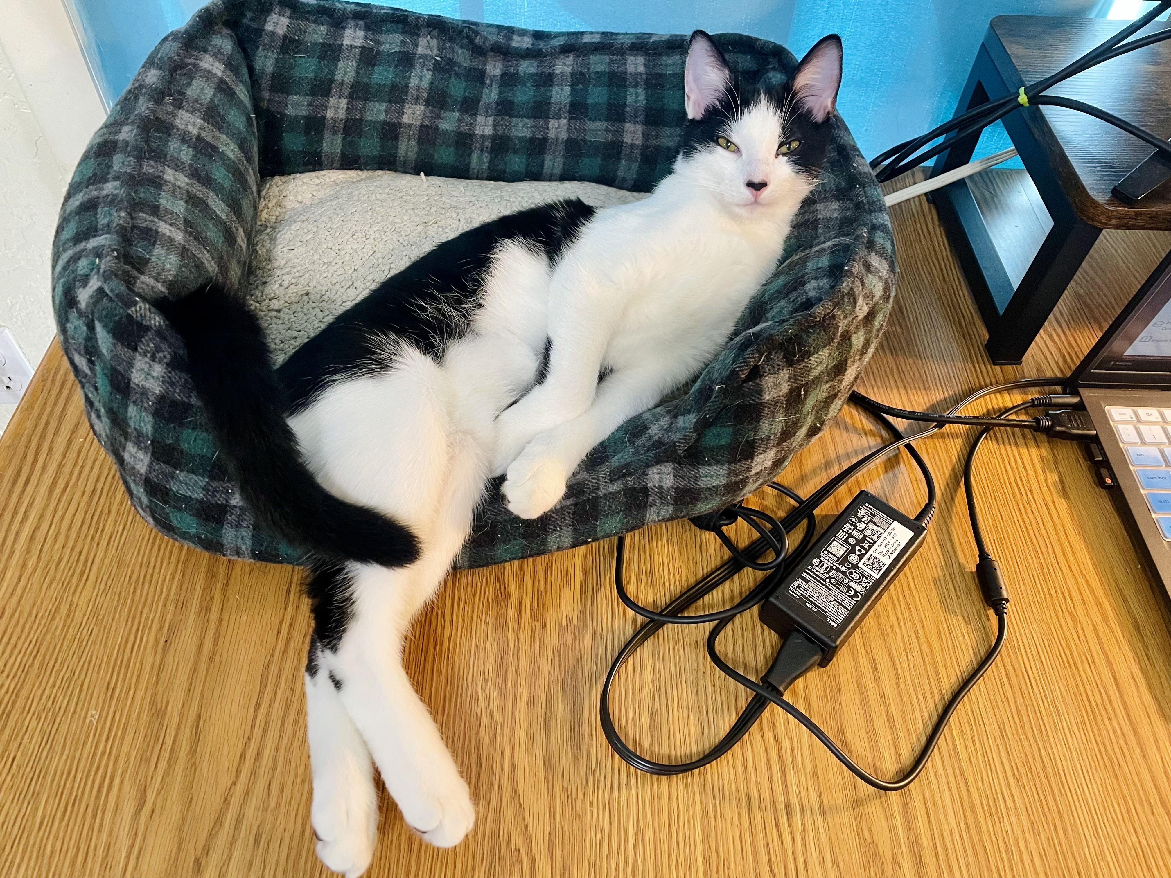 Bridgers (and Julian)