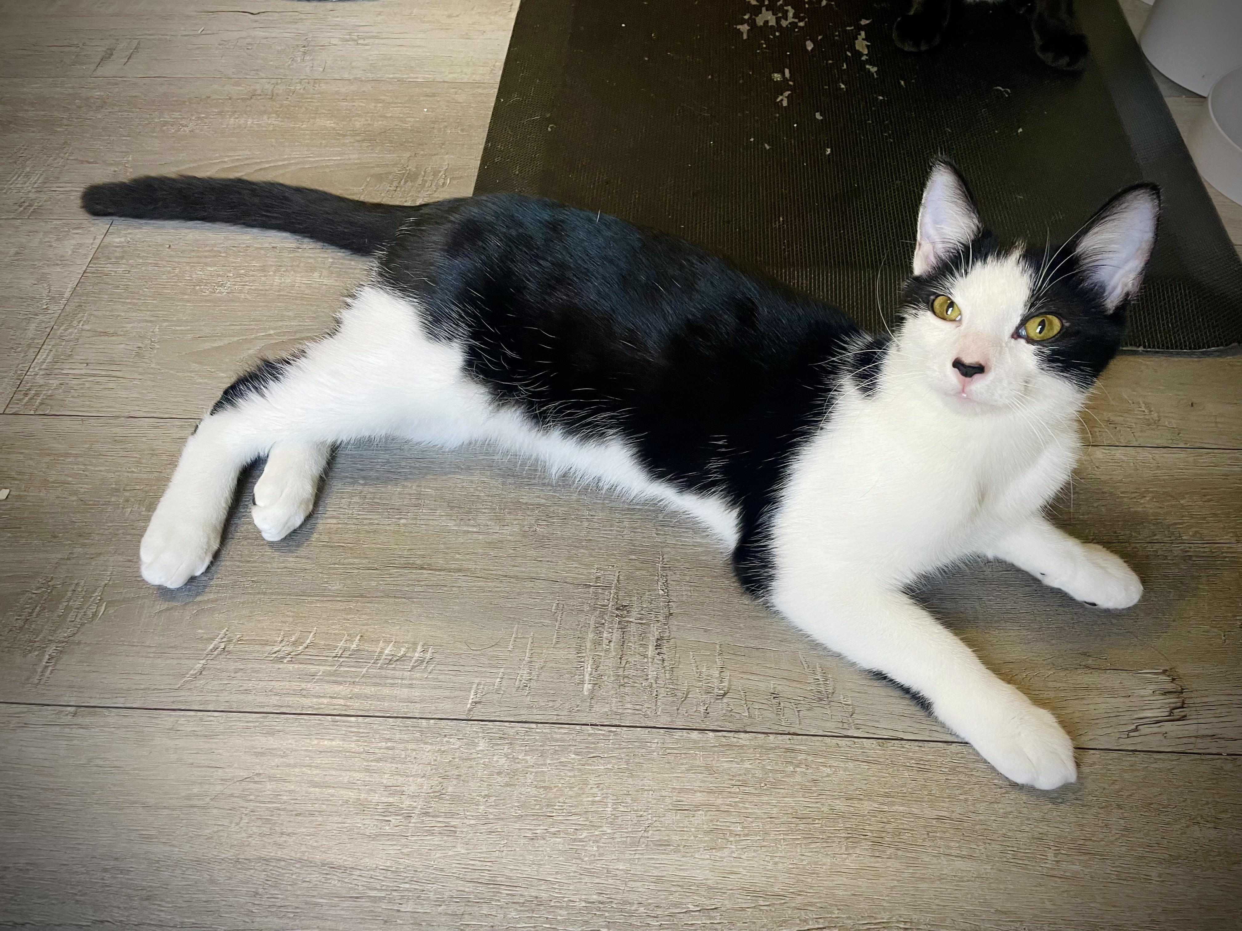 Bridgers (and Julian), a Adoptable mixed breed in Tulsa, OK image 5/6