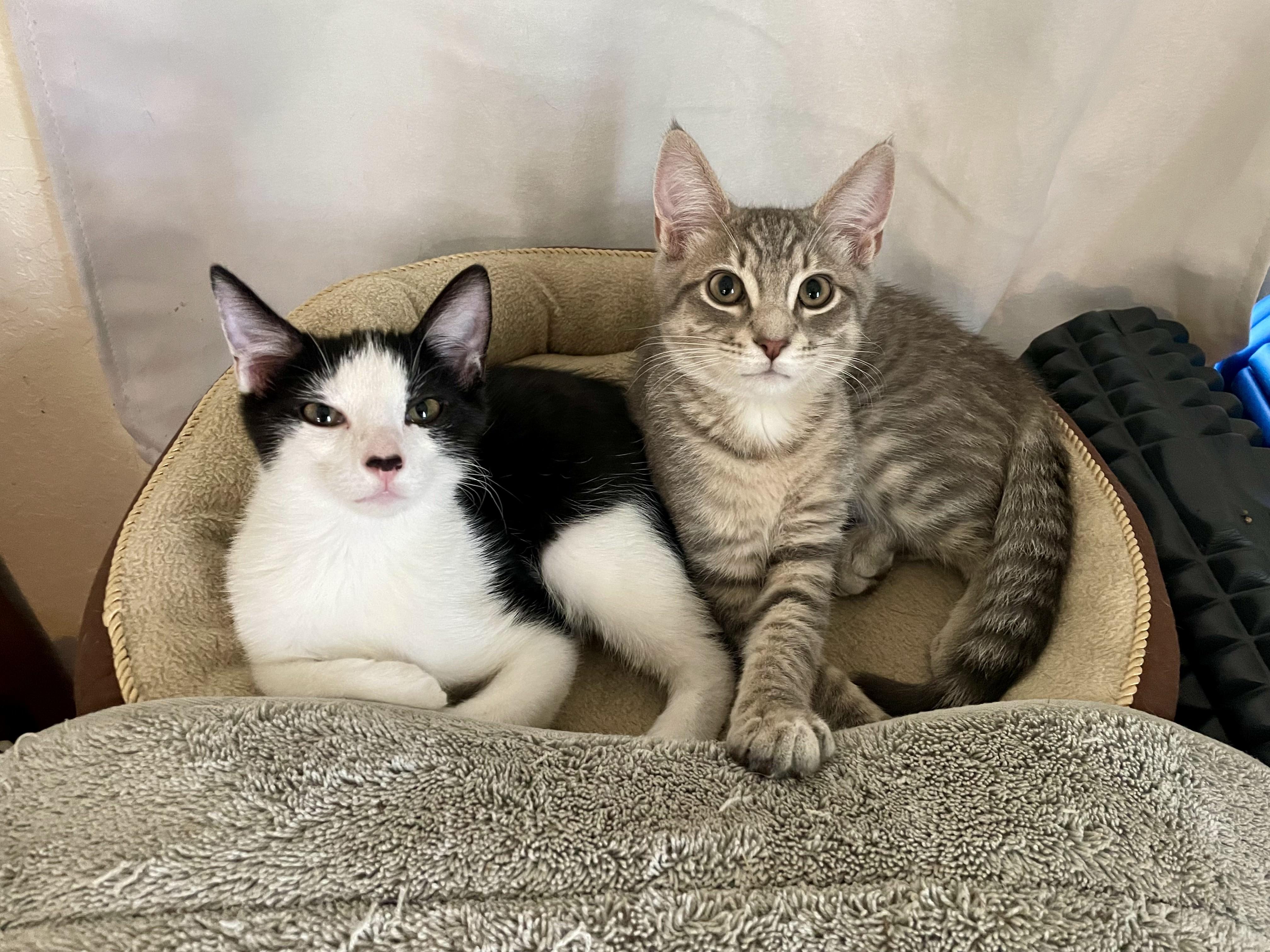 Bridgers (and Julian), a Adoptable mixed breed in Tulsa, OK image 4/6