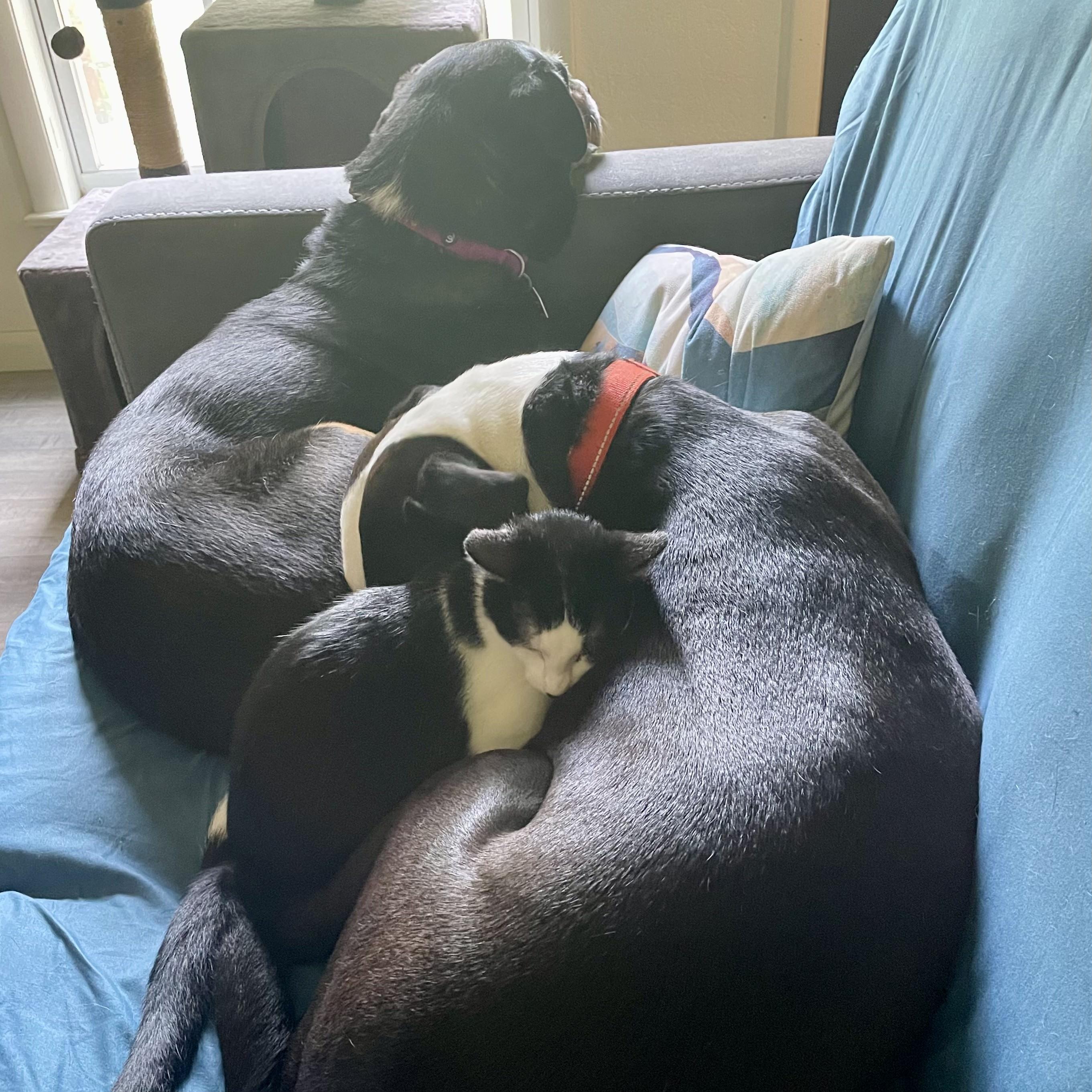 Bridgers (and Julian), a Adoptable mixed breed in Tulsa, OK image 3/6