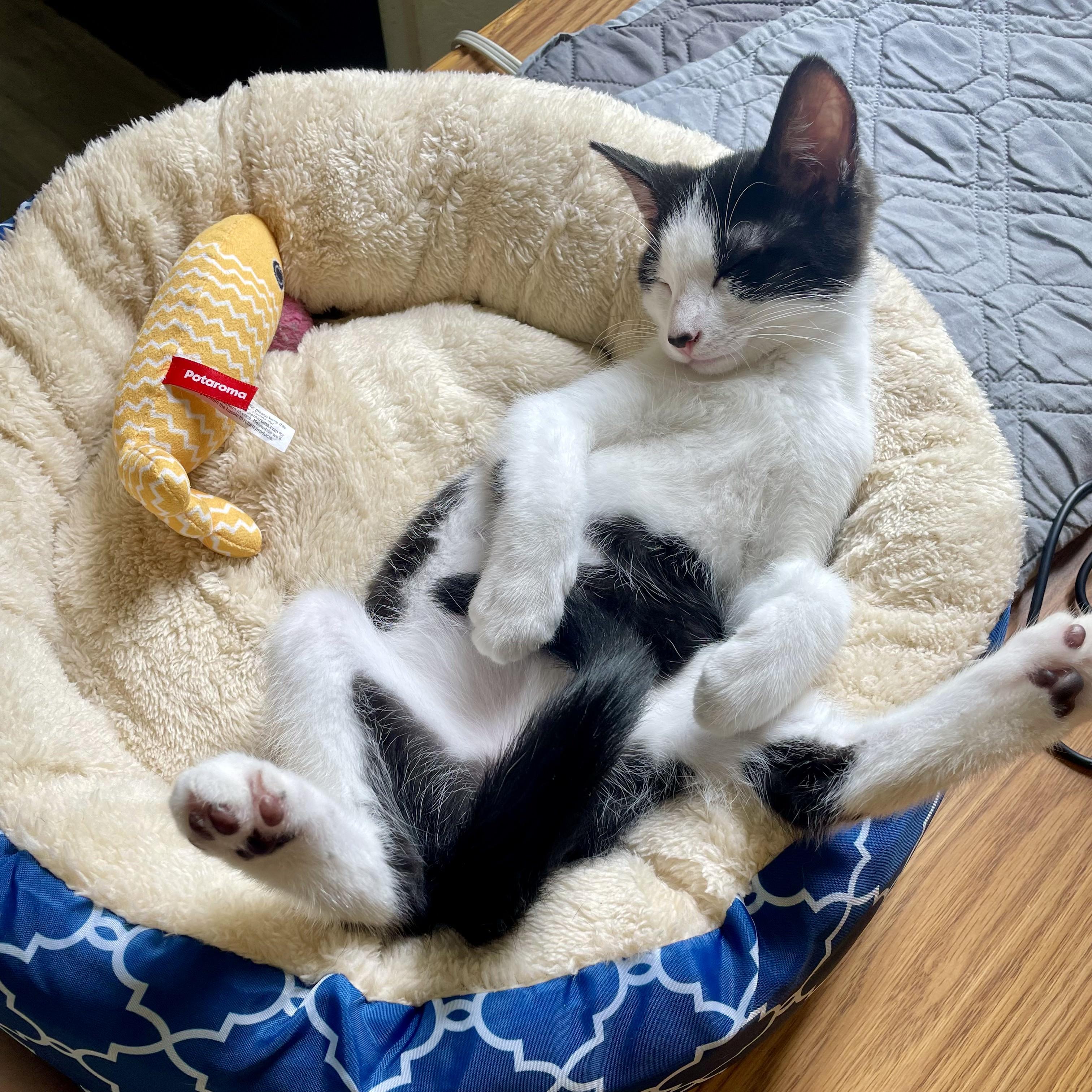 Bridgers (and Julian), a Adoptable mixed breed in Tulsa, OK image 2/6