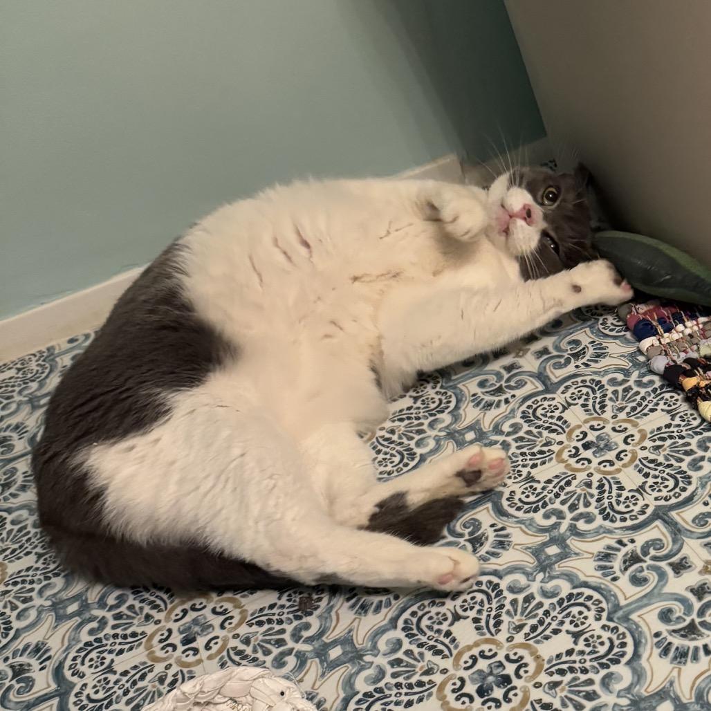 Milo, Adoptable, Senior Female Domestic Short Hair.