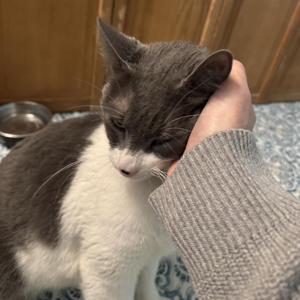 Enlarge Milo, a Adoptable Domestic Short Hair in Spokane, WA image 2/3