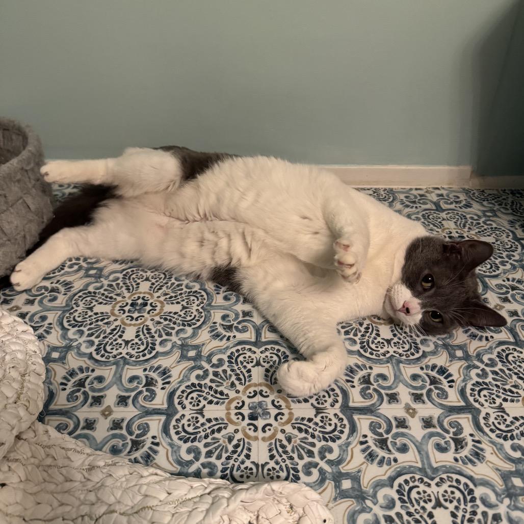 Enlarge Milo, a Adoptable Domestic Short Hair in Spokane, WA image 3/3