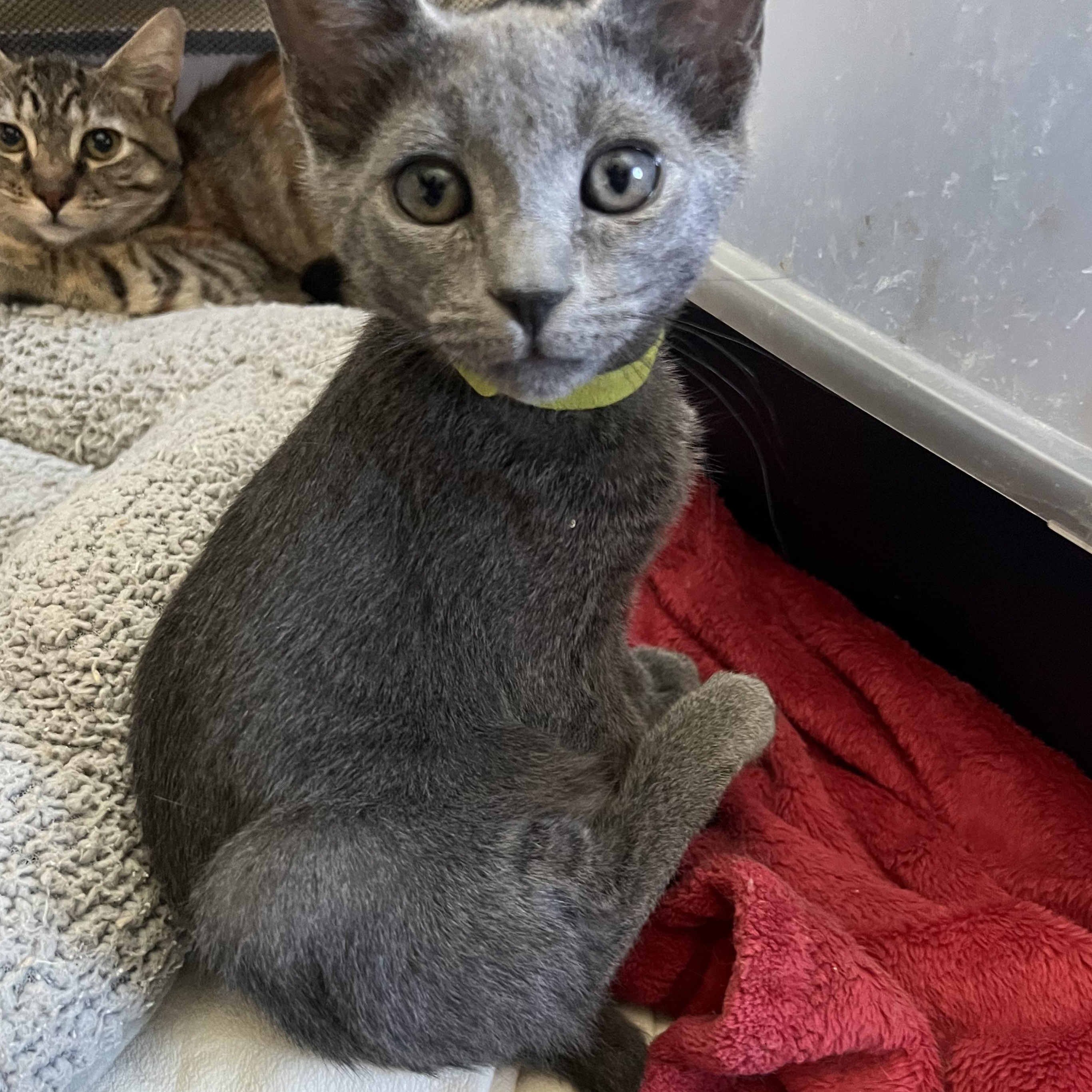 Little Man/ Karla’s