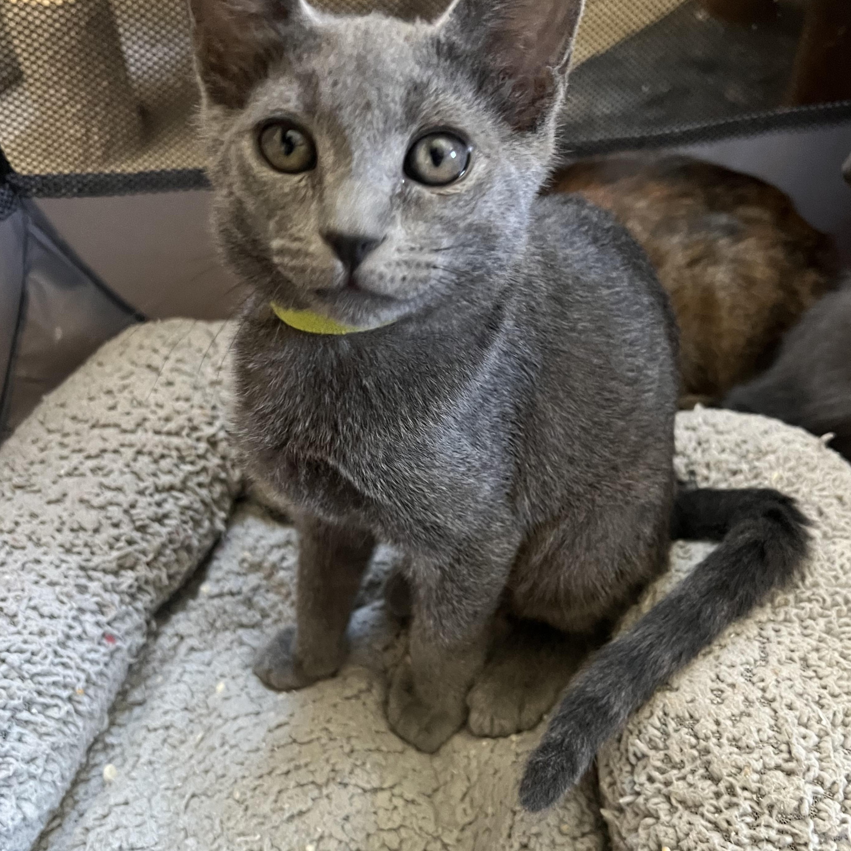 Little Man/ Karla’s