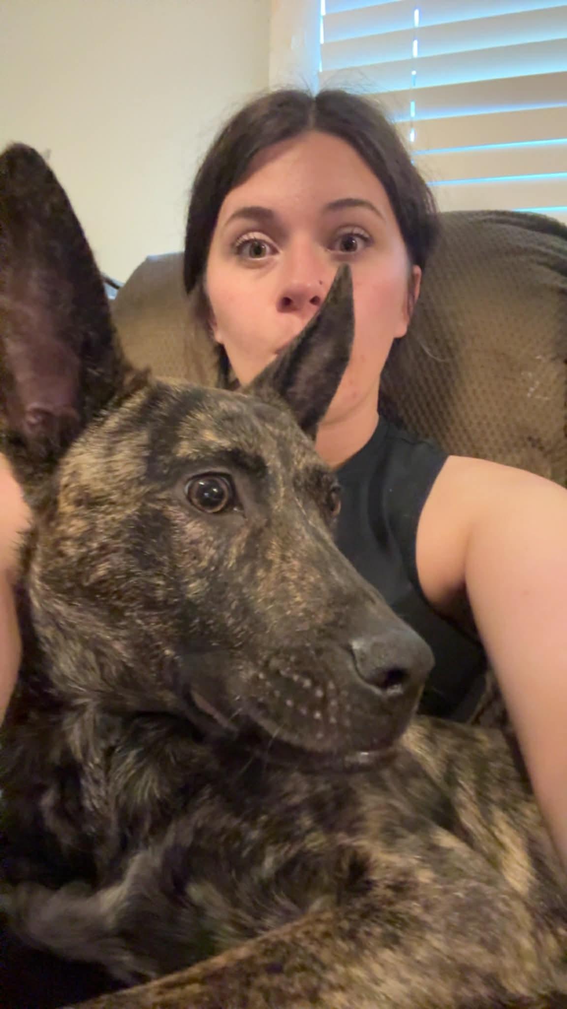 Enlarge Atlas, a ADOPTABLE mixed breed in Covington, TN image 5/5