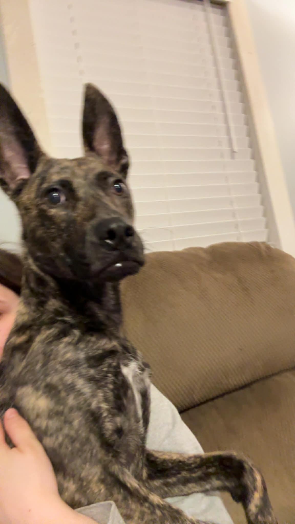 Enlarge Atlas, a ADOPTABLE mixed breed in Covington, TN image 1/5