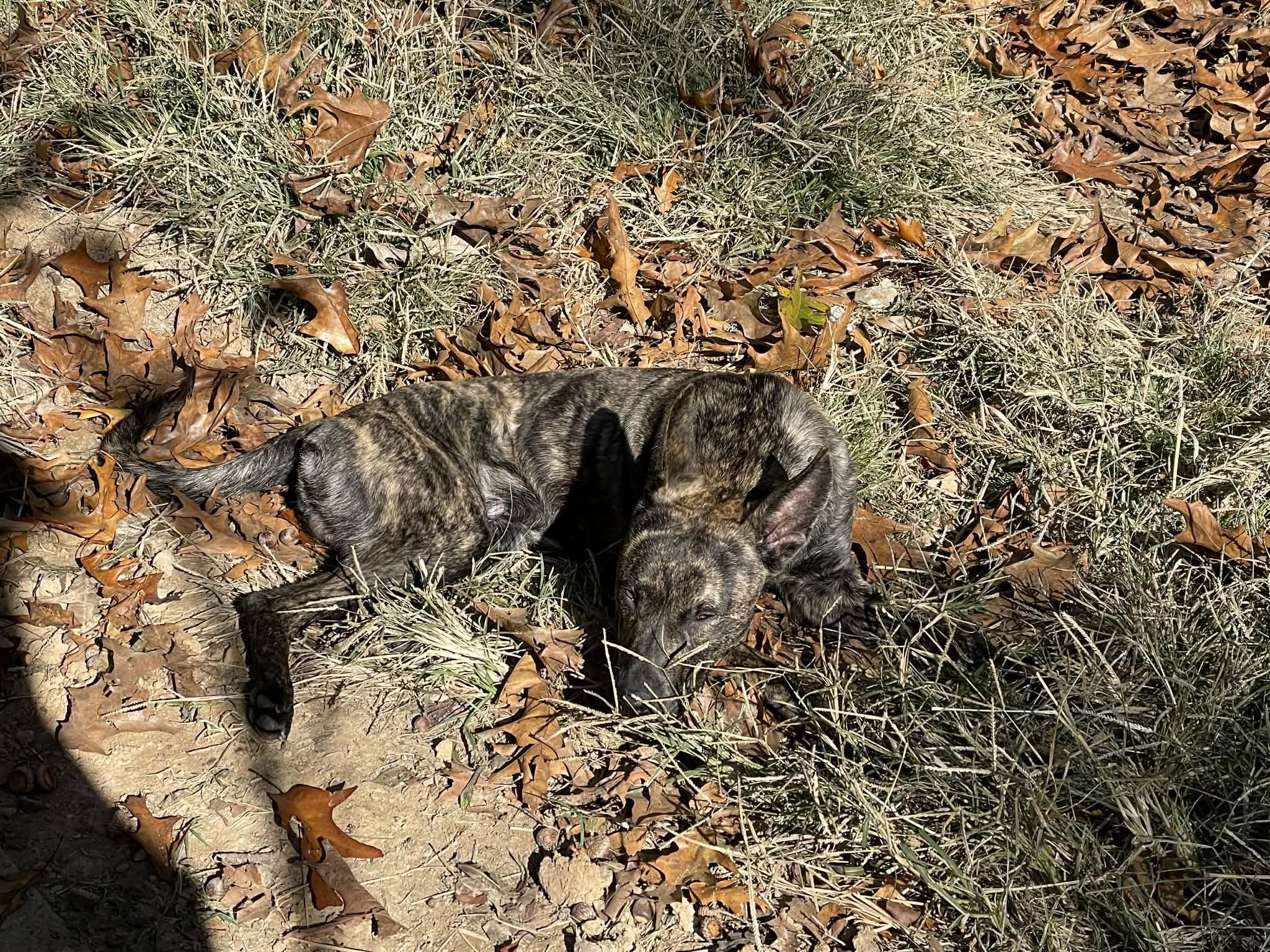 Enlarge Atlas, a ADOPTABLE mixed breed in Covington, TN image 2/5