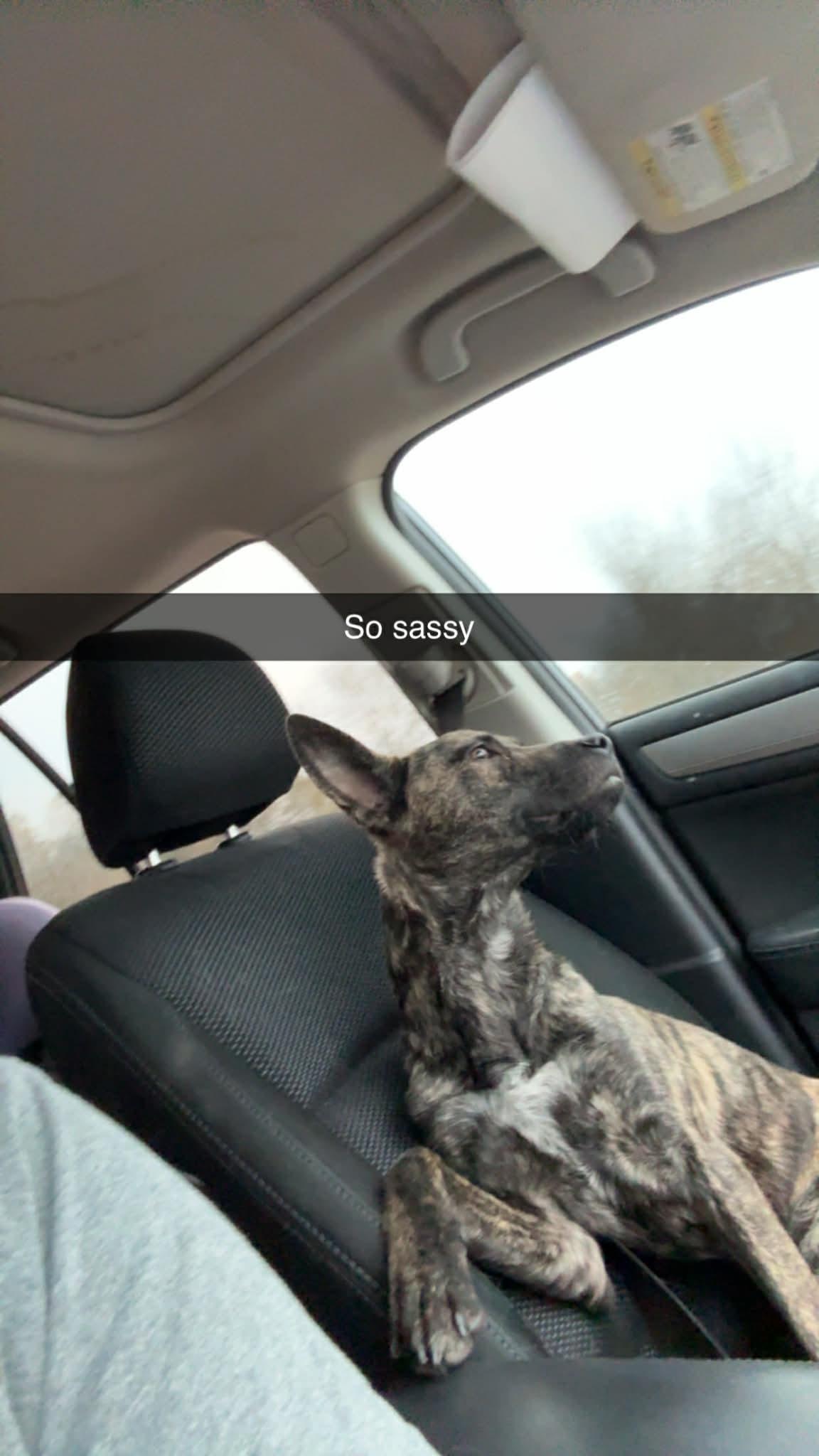 Enlarge Atlas, a ADOPTABLE mixed breed in Covington, TN image 4/5