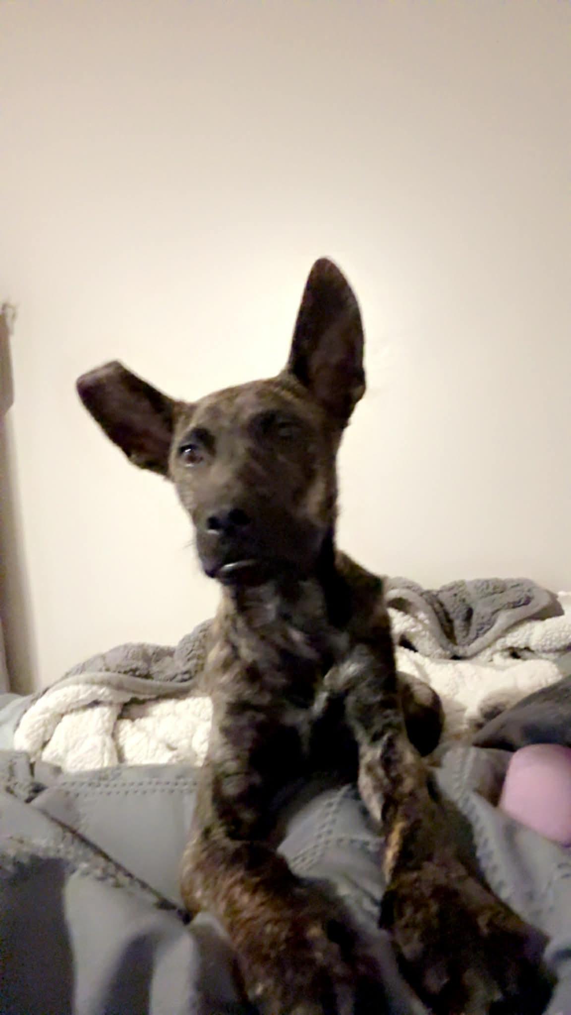 Enlarge Atlas, a ADOPTABLE mixed breed in Covington, TN image 3/5