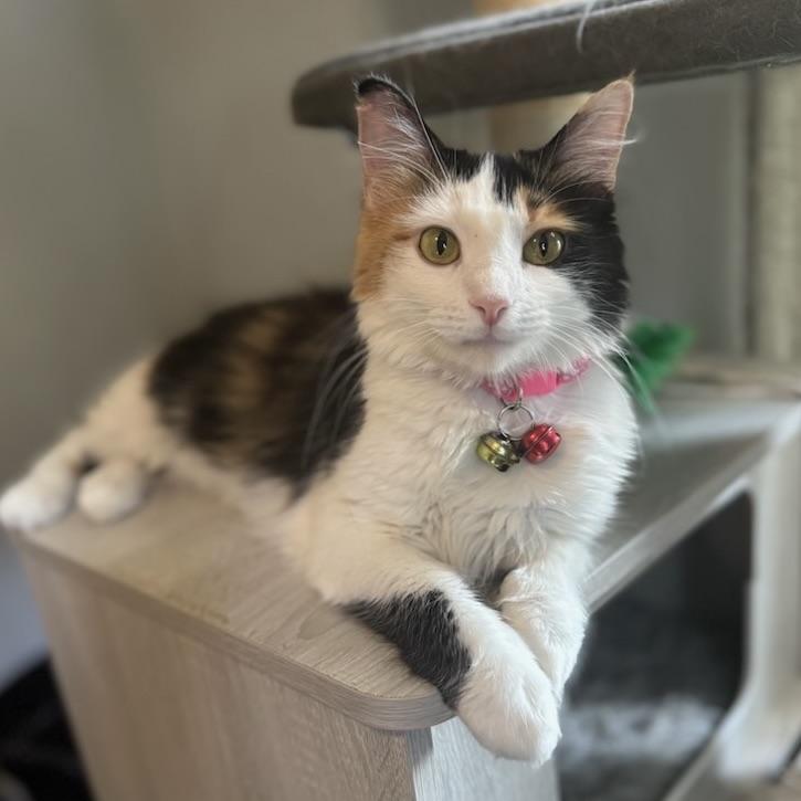 Enlarge Edamama, a Adoptable Domestic Medium Hair in Decatur, IL image 3/6